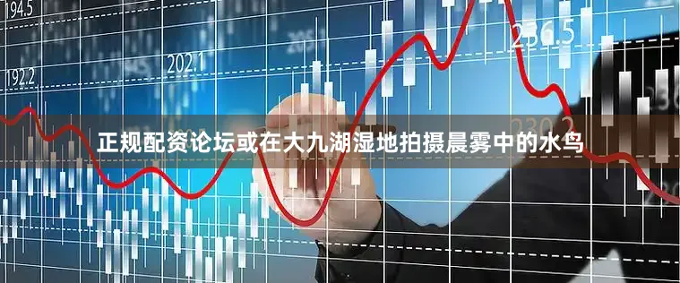 正规配资论坛或在大九湖湿地拍摄晨雾中的水鸟